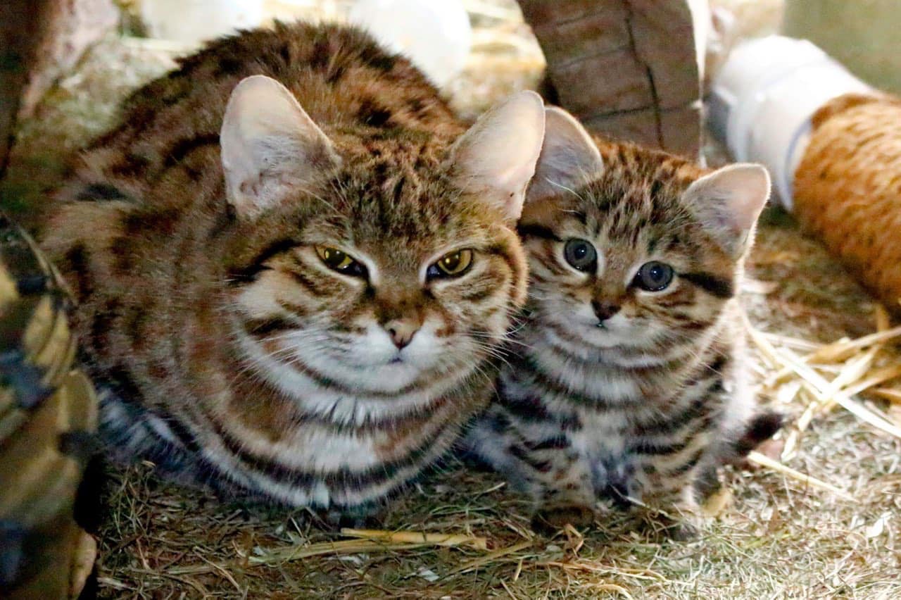 Utah's Hogle Zoo announced that its record-breaking 18½-year-old black-footed cat has died.