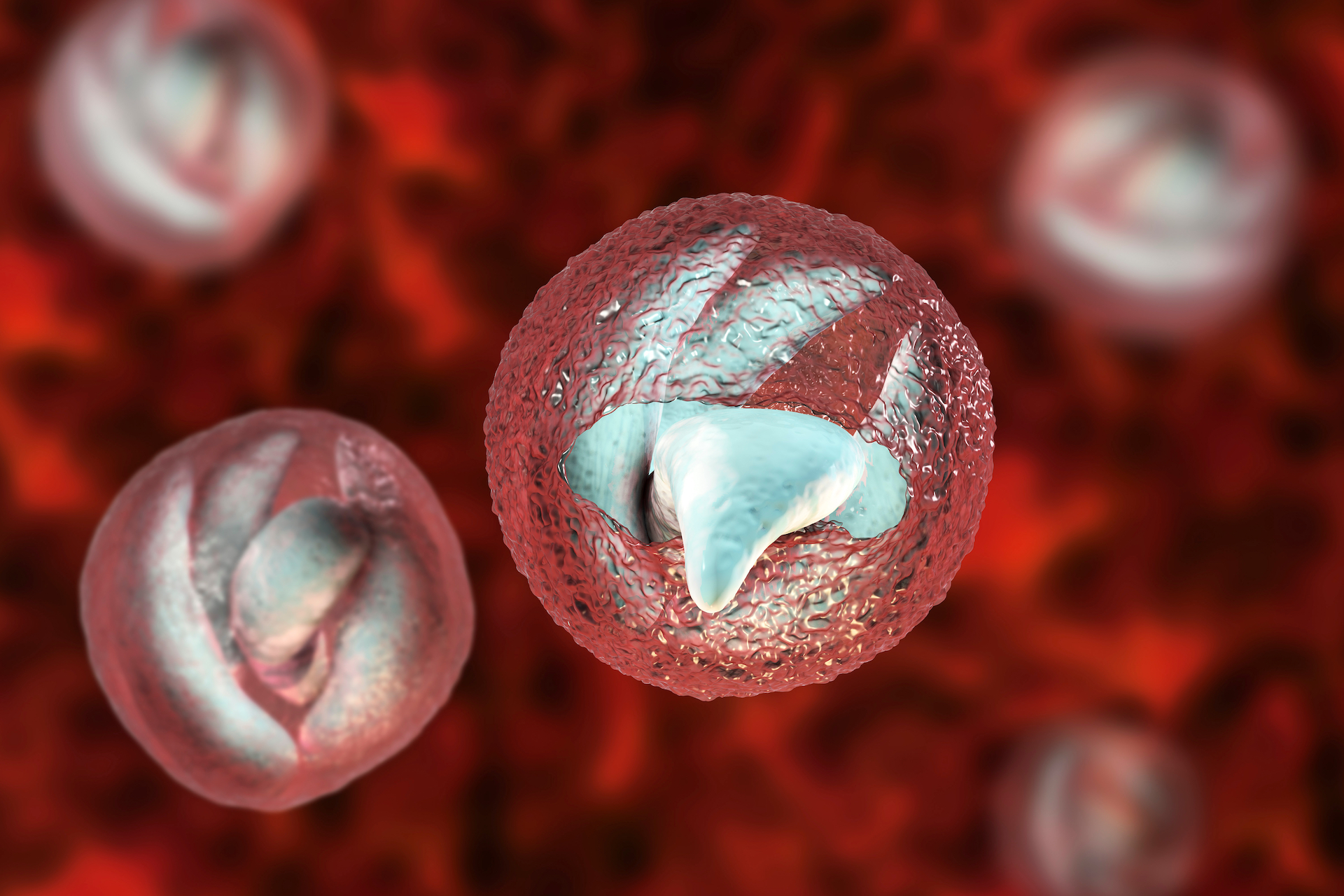 Release of sporozoites from Cryptosporidium parvum oocyst, 3-D illustration. Cryptosporidium is a protozoan, microscopic parasite, the causative agent of the diarrheal disease cryptosporidiosis.
