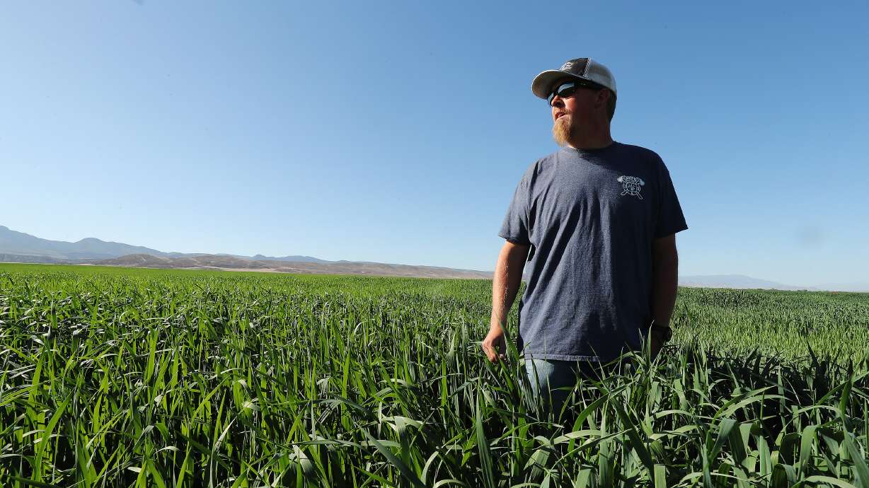 Zack Jensen, owner of the 3,800-acre M&K Farms in Centerfield, looks over a field of oats on Friday, June 8, 2018. The objective of the latest Utah Inland Port project area is aimed at improving the future outlook for Utah's family farms, economy and food security.