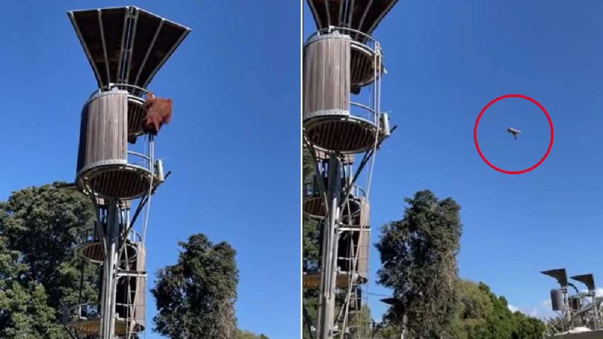 An orangutan at the Perth Zoo was caught on video flinging a possum from his treehouse, evicting the creature from the enclosure.
