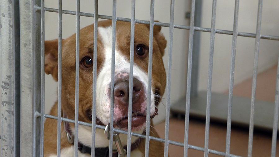 Weber animal shelter to euthanize dogs, makes plea to adopt amid ...