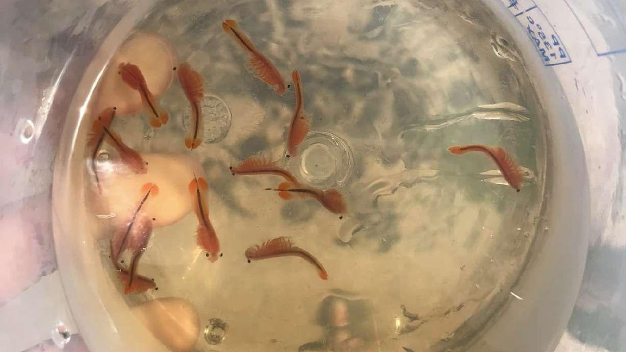 An undated photo of fairy shrimp collected from Joshua Tree National Park swimming around in a container. Park rangers say the shrimp returned after the park received several inches of rain from the remnants of Hurricane Hilary last month.
