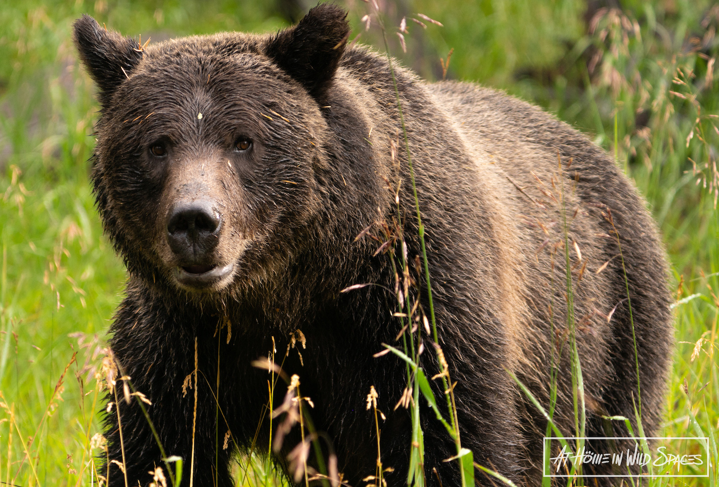 Video: 'The worst thing you can do' in bear country