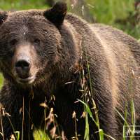 Video: 'The worst thing you can do' in bear country