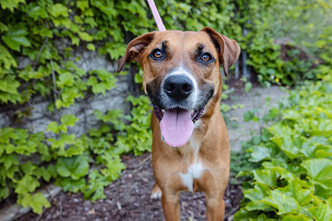 Animals across the country are overcrowding shelters. National Adoption Weekend is seeking to help.