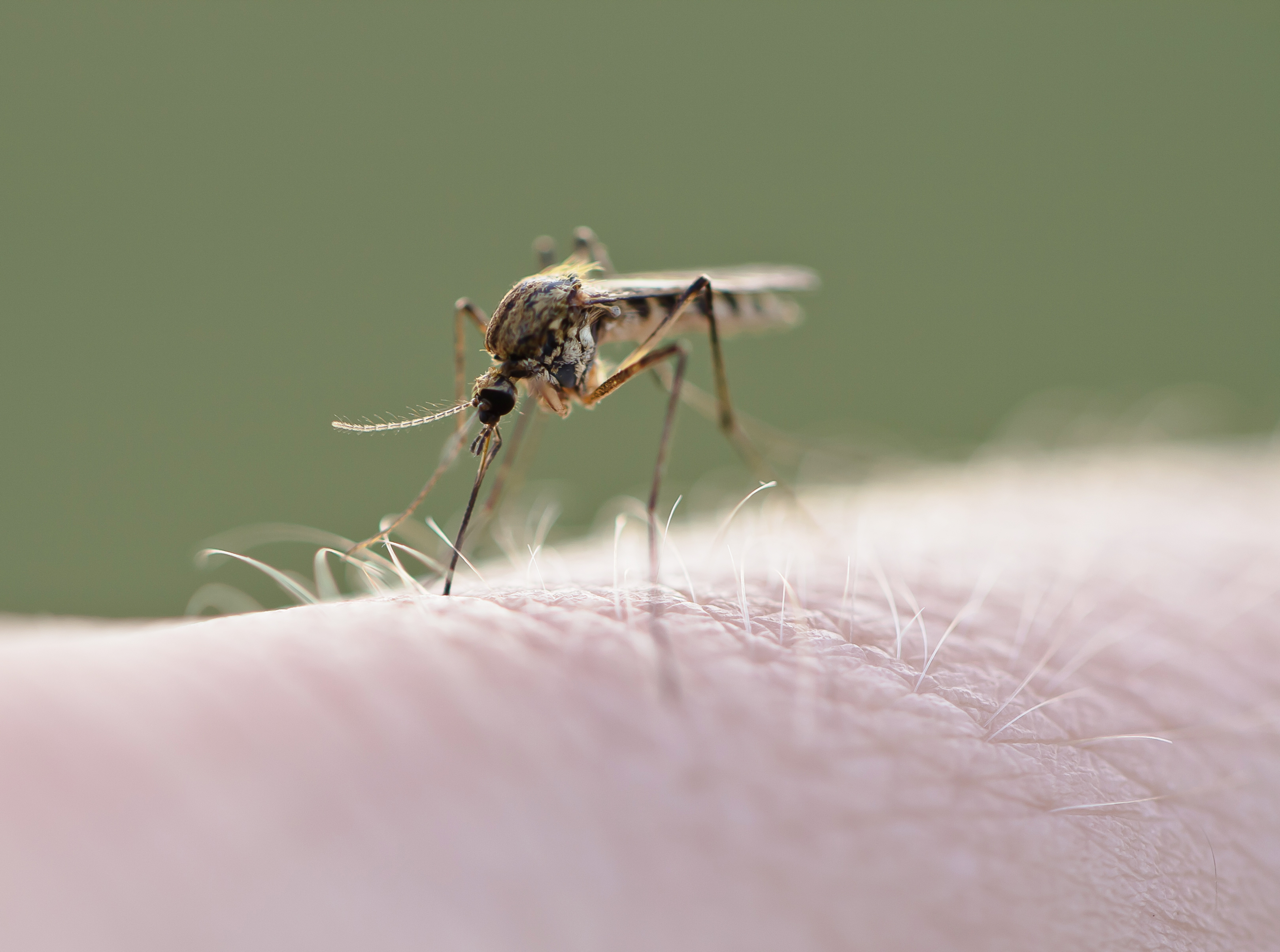 Salt Lake County reported its first case of West Nile virus this year, on Friday, with an adult hospitalized. It is expected there are more undiagnosed cases in the county.