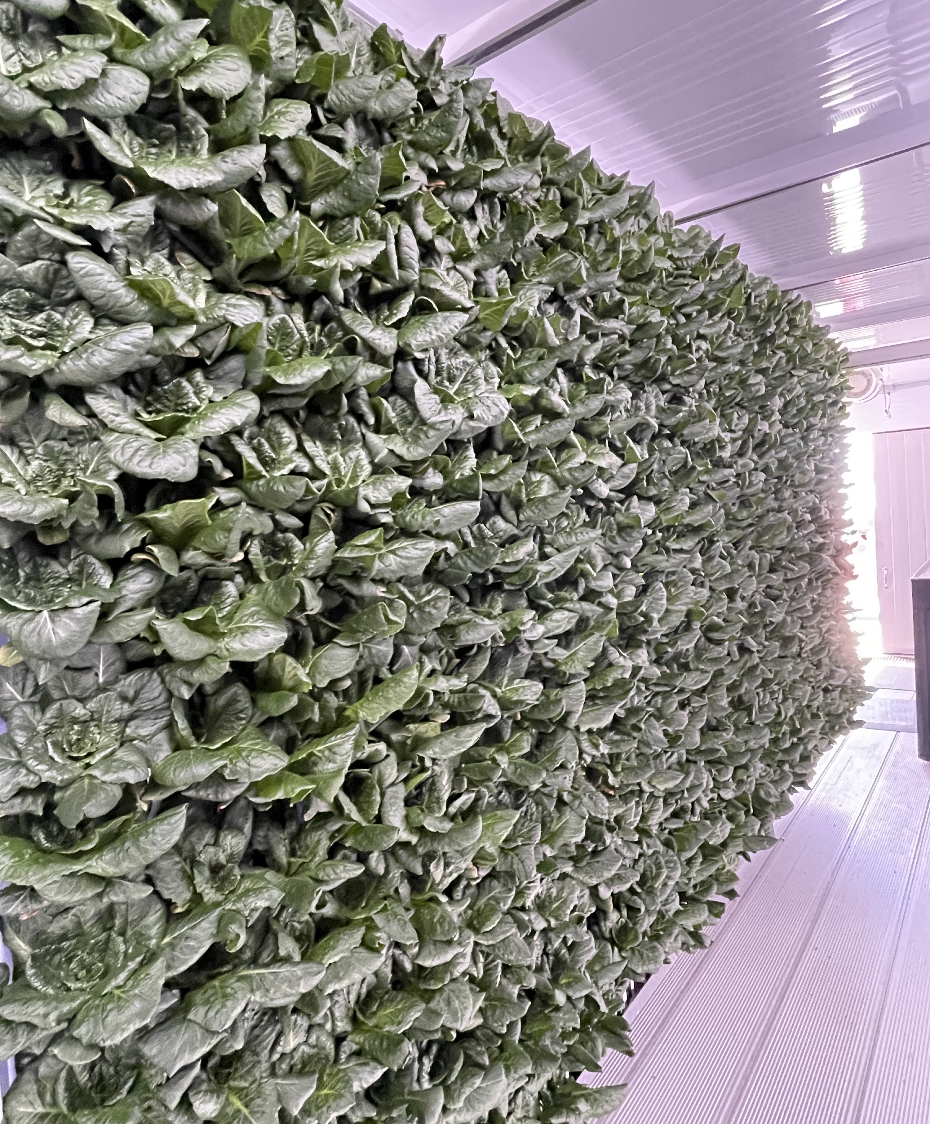 A wall of greens being grown in Cedar Valley High School's Freight Farms container.