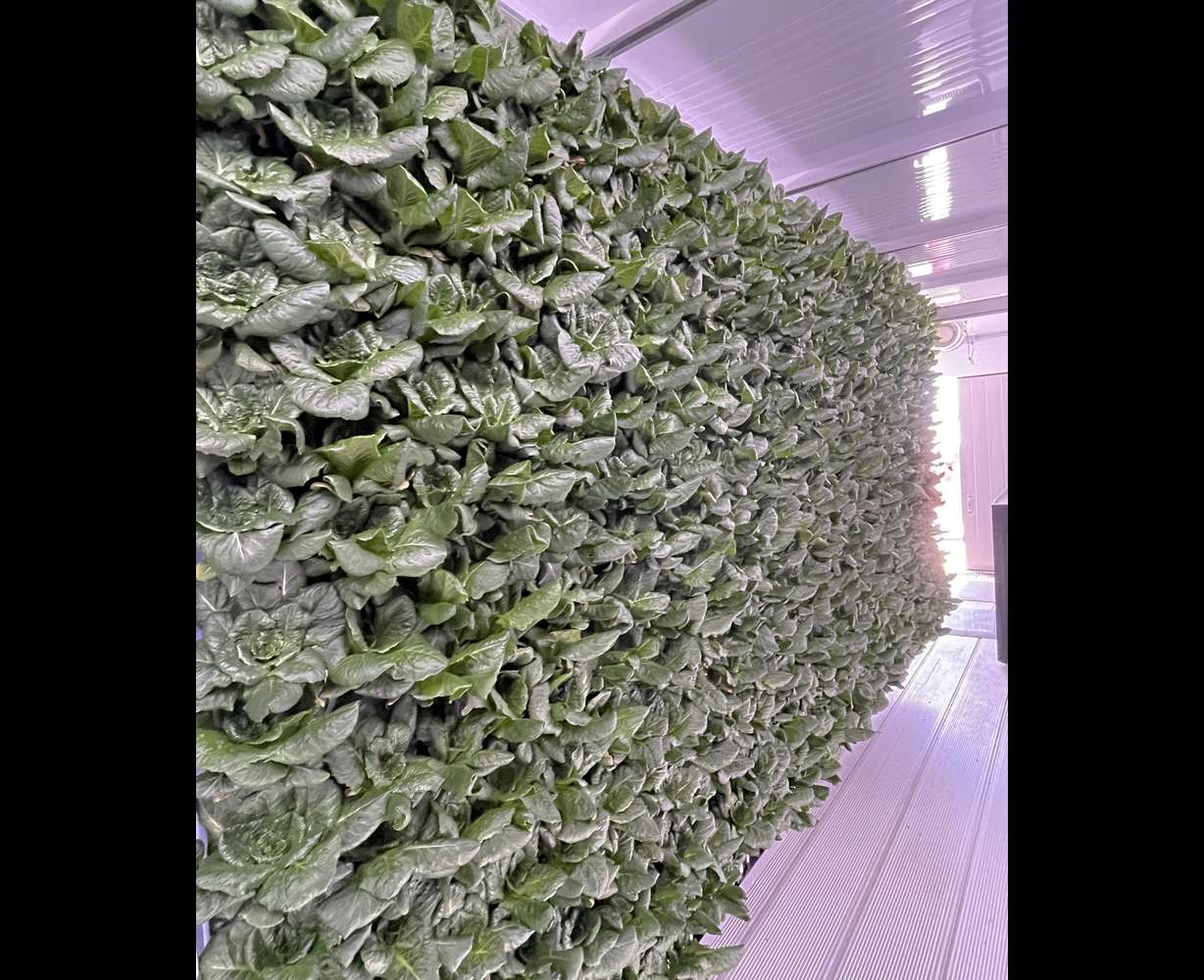 A wall of greens being grown in Cedar Valley High School's Freight Farms container.