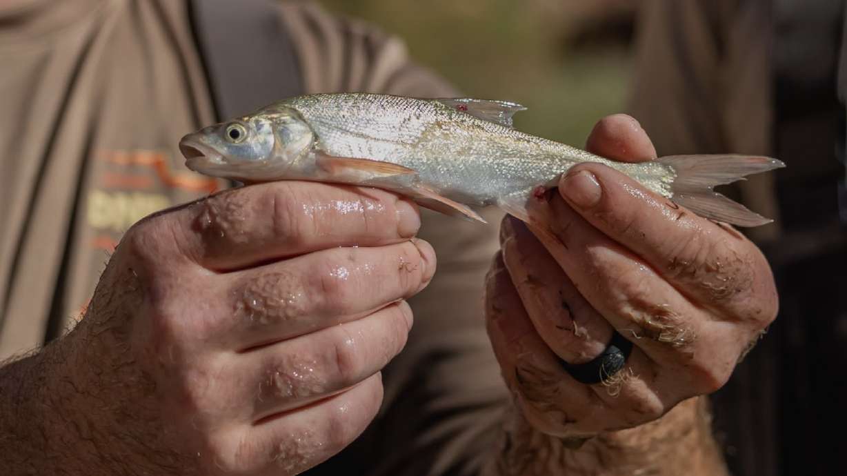 A Utah Division of Wildlife Resources holds a roundtail chub recently collected from the Dolores River. More than two dozen roundtail chub were moved from the river to a new nursery pond in Moab last week.