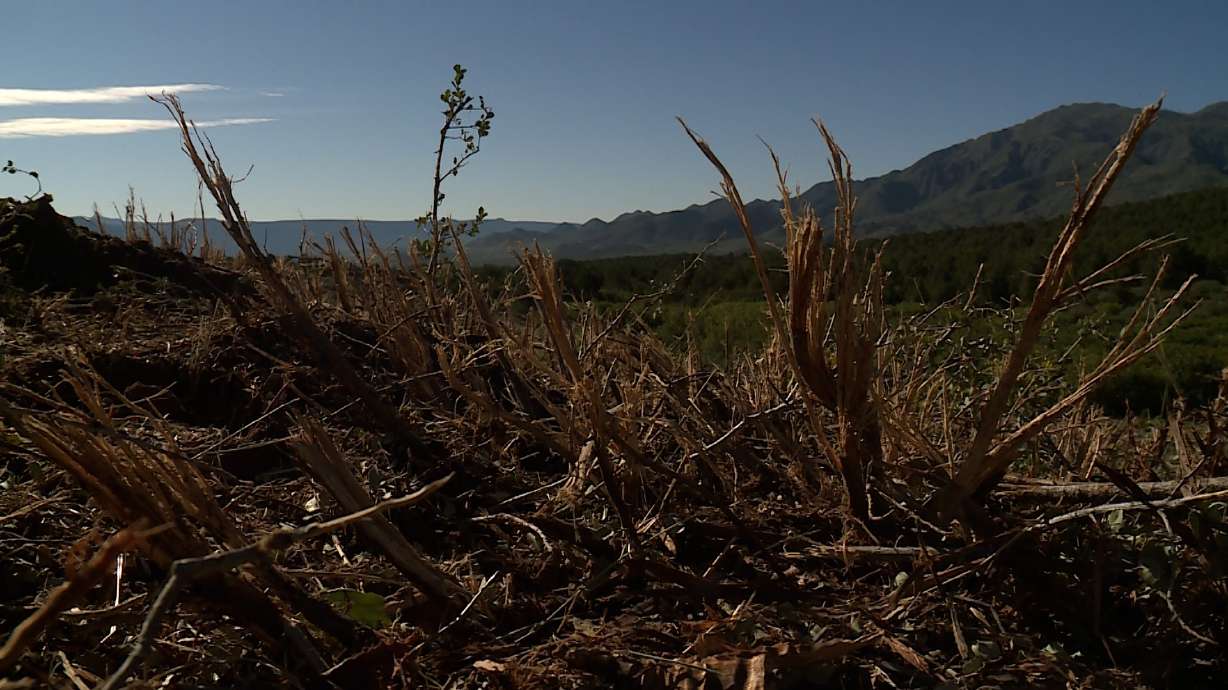 Thousands of acres of forestry is being thinned out across Utah, including in the Dixie National Forest in Washington County, in order to protect against catastrophic wildfires.