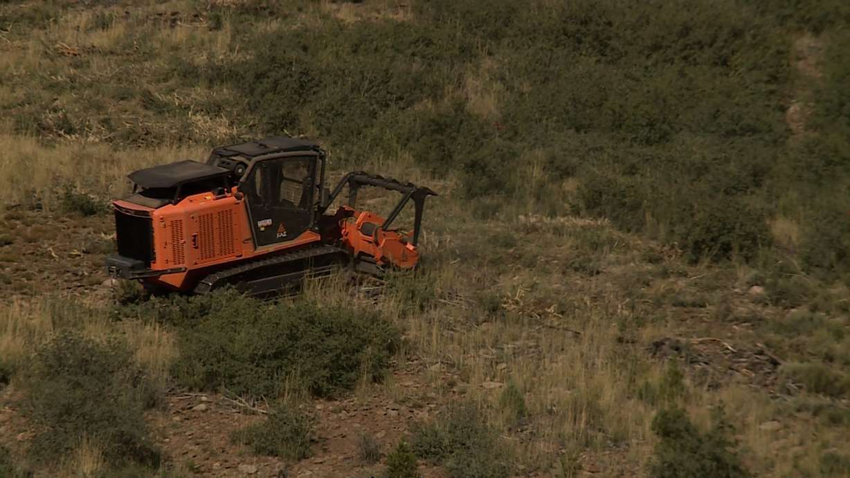 Workers thin out forestry with heavy equipment in the Dixie National Forest in Washington County on Tuesday. The purpose is to prevent catastrophic wildfires.