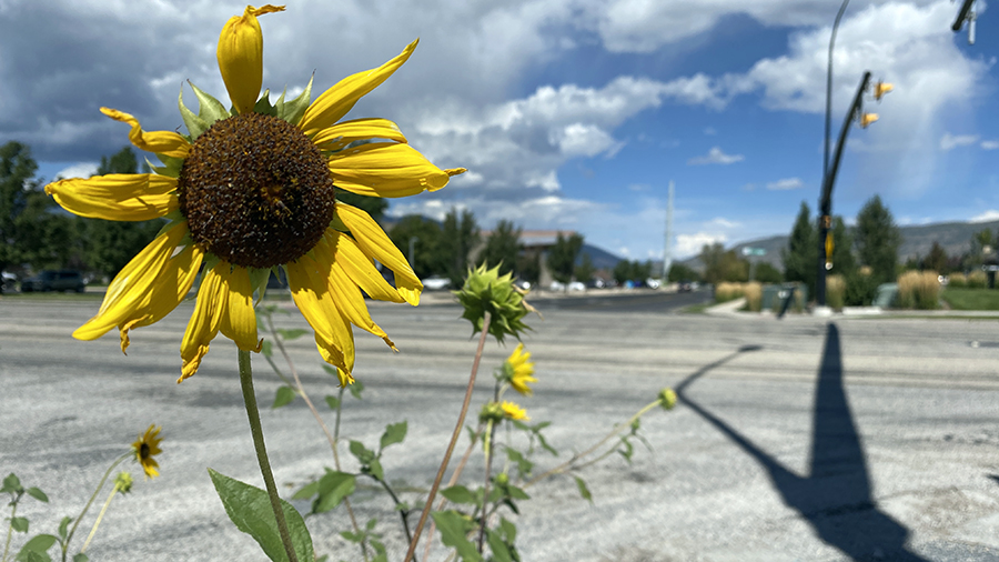 A teen was struck by a car and has critical injuries after riding his bike in a marked and lit crossing at 500 East at 1200 South in Heber City on Sept. 14. His mother wants a full crosswalk installed.