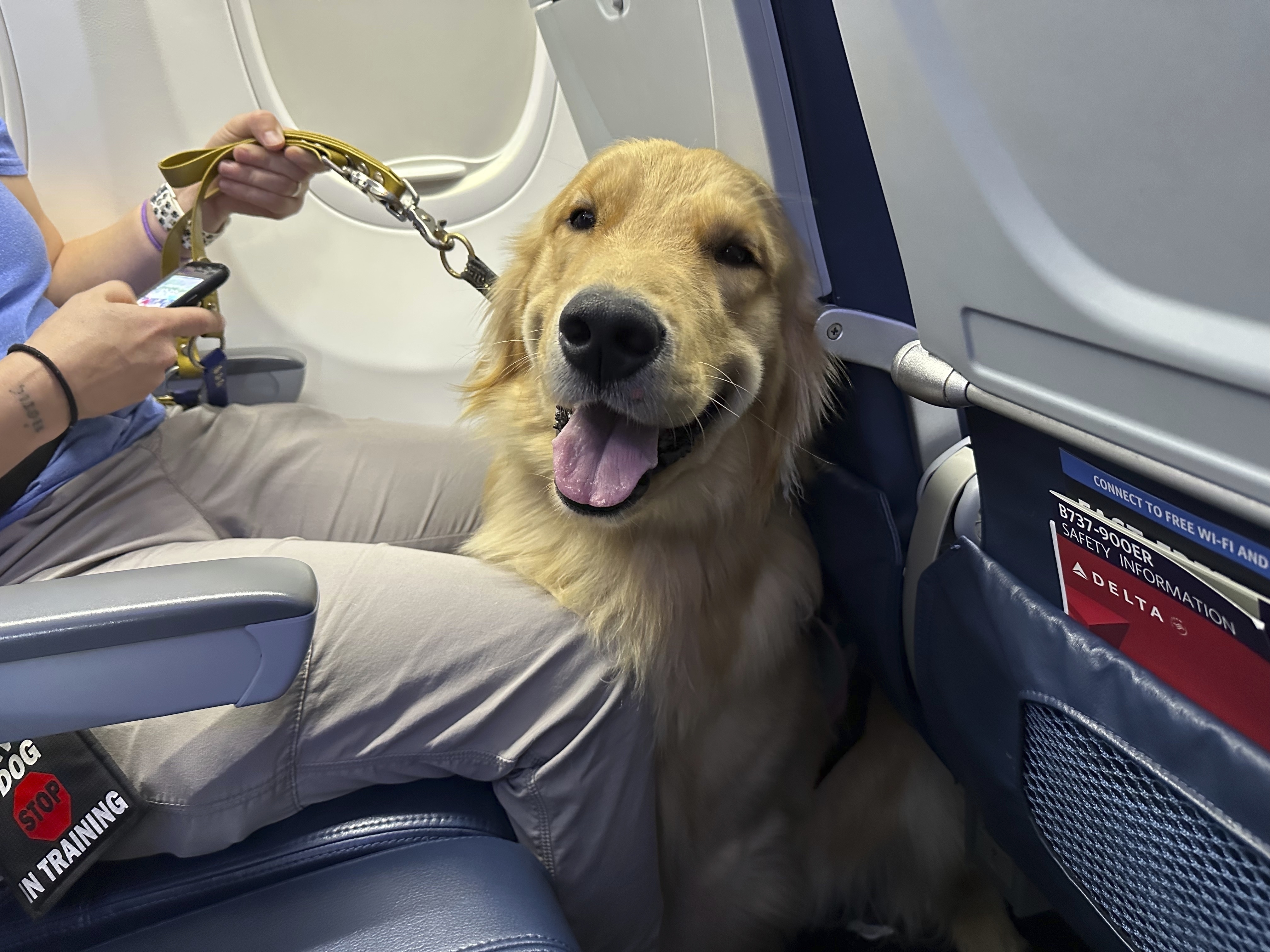A puppy sits on an airplane during a training exercise held at Detroit Metropolitan Airport Tuesday in Romulus, Mich. Five dogs and their trainers visited the airport as part of an effort to acclimate the pups to one of the many settings they may experience.
