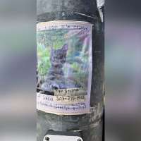 St. George police warn of scam targeting pet owners looking for missing animal