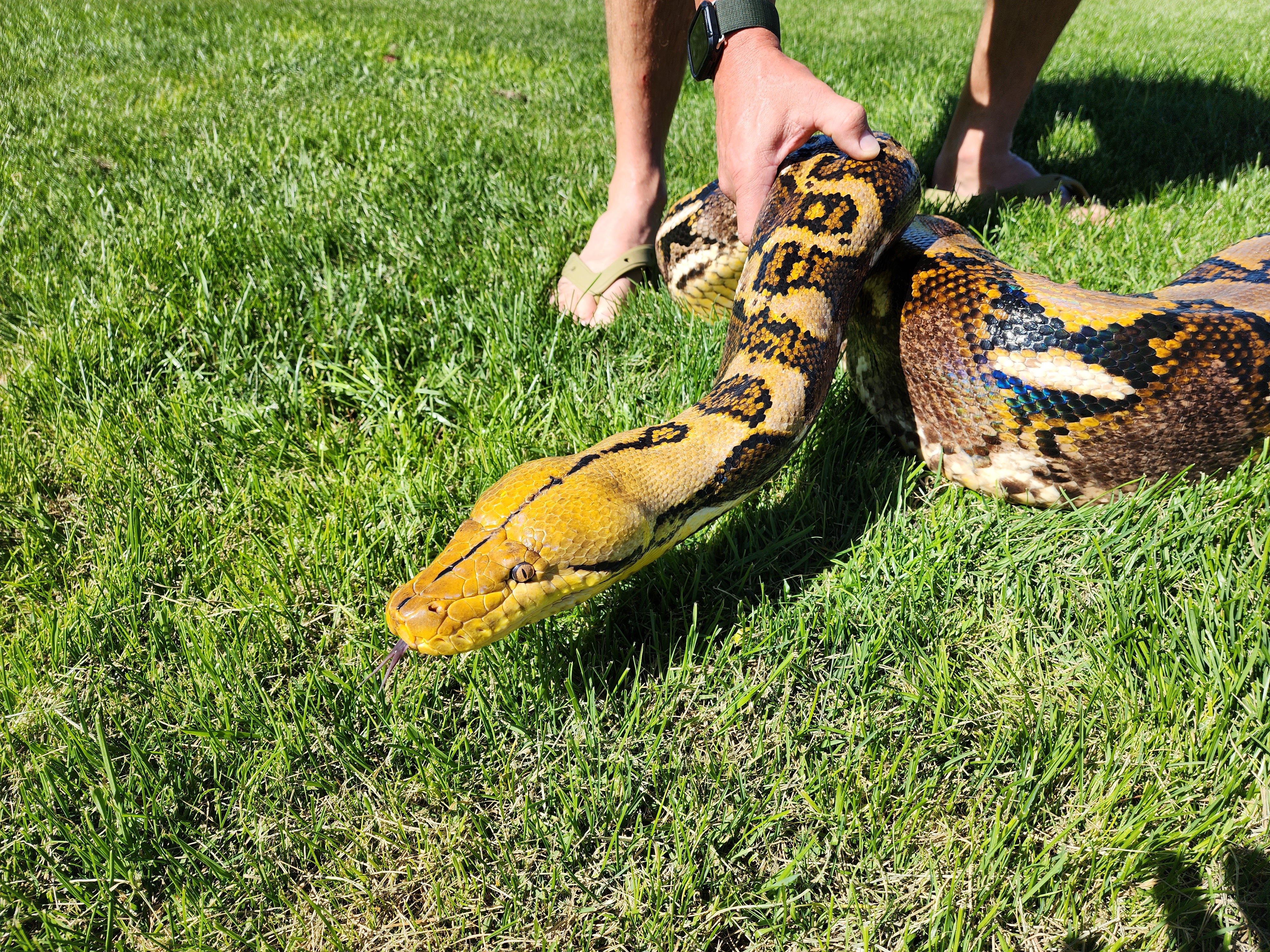 The head of a 19-foot-long retic. Note the vertical cat-like pupils which allow for better night vision. The indentations around the jawline are heat pits, which allow for the thermal vision of prey.