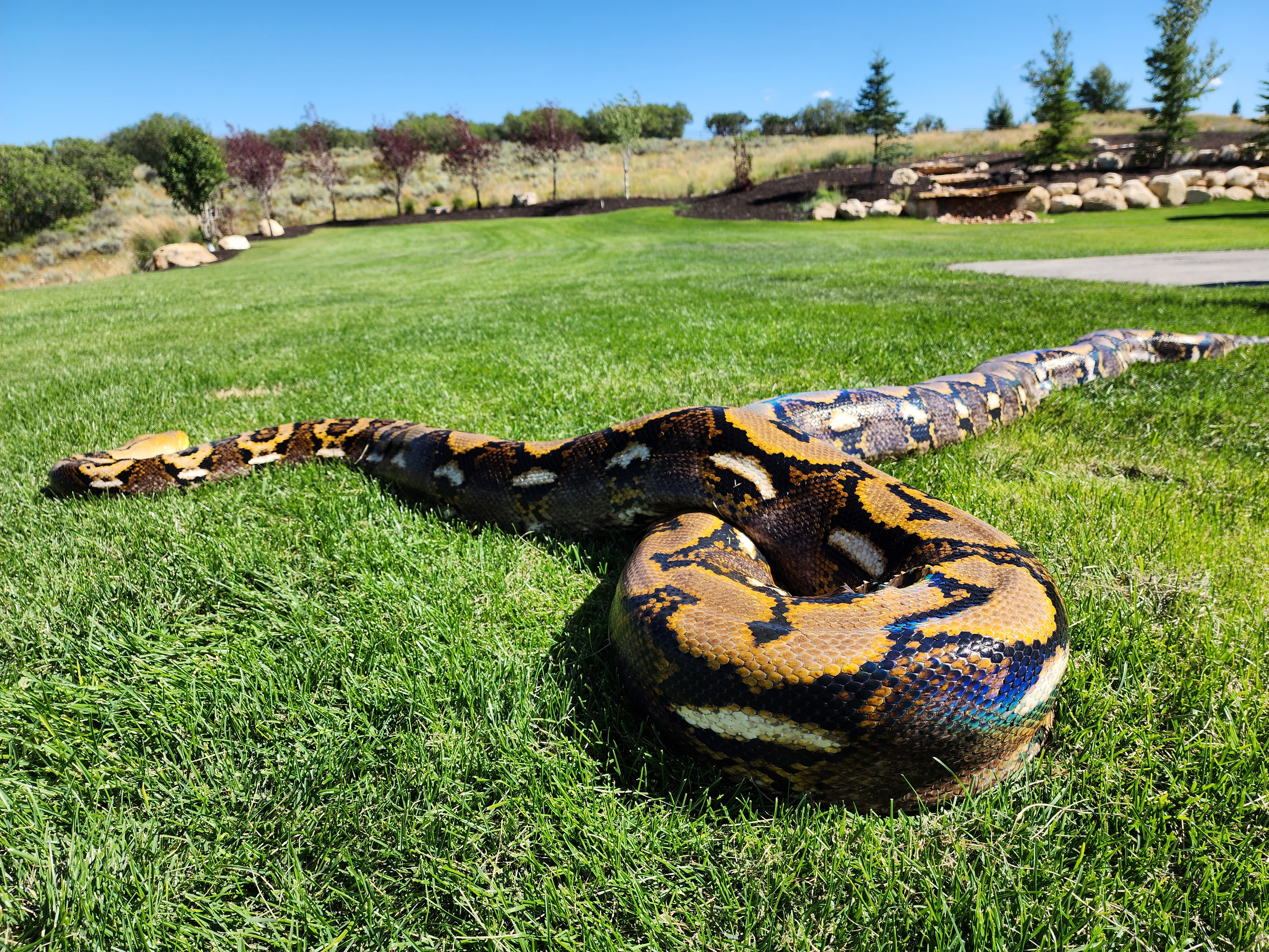 The iridescent scales of a 19-foot-long reticulated python in Park City.
