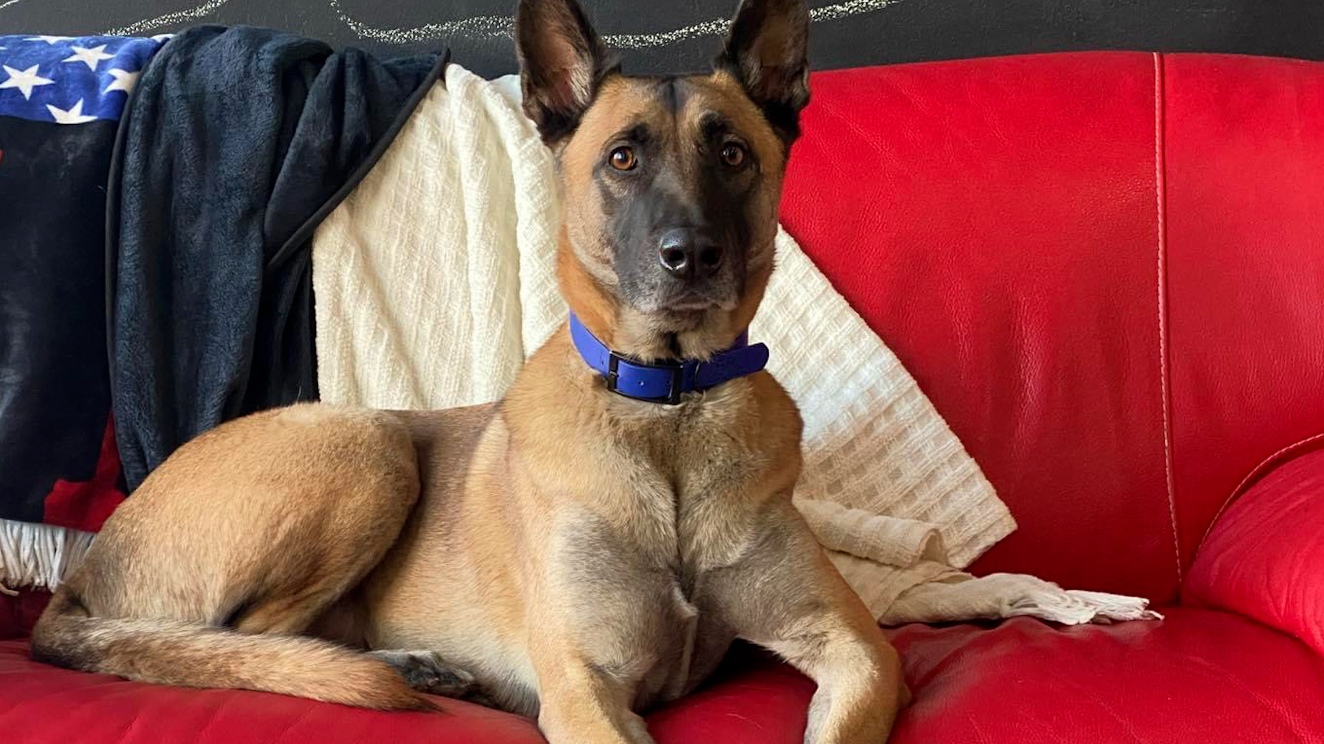 Raelene Penman said Jack knew what she was feeling and how to comfort her. Penman, who trains service dogs for veterans, says she found out the hard way that copper, a common ingredient in dog food, can make your dog very sick and even lead to death.