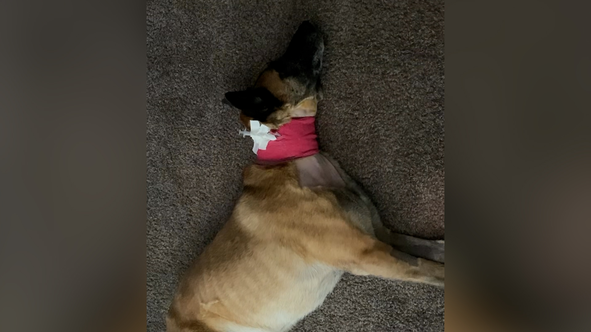 Jack was already pretty sick when he was given a feeding tube. Raelene Penman, who trains service dogs for veterans, says she found out the hard way that copper, a common ingredient in dog food, can make your dog very sick and even lead to death.