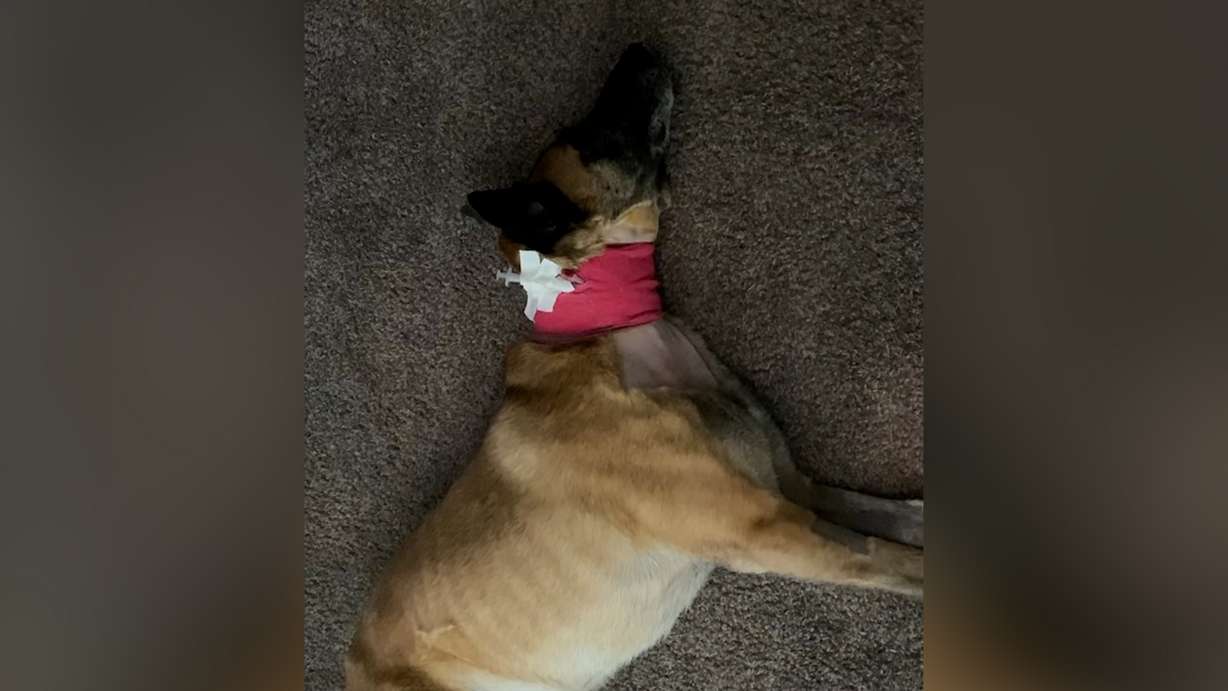 Jack was already pretty sick when he was given a feeding tube. Raelene Penman, who trains service dogs for veterans, says she found out the hard way that copper, a common ingredient in dog food, can make your dog very sick and even lead to death.