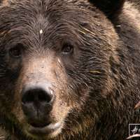 If attacked, should you punch a grizzly bear in the nose? And better ideas