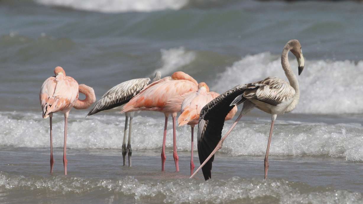 Flamingos stand by the water along a Lake Michigan beach on Friday in Port Washington, Wis. The American flamingos spotted Friday at the beach, about 25 miles north of Milwaukee, marked the first sighting of the species in Wisconsin state history, said Mark Korducki, a member of the Wisconsin Society for Ornithology.