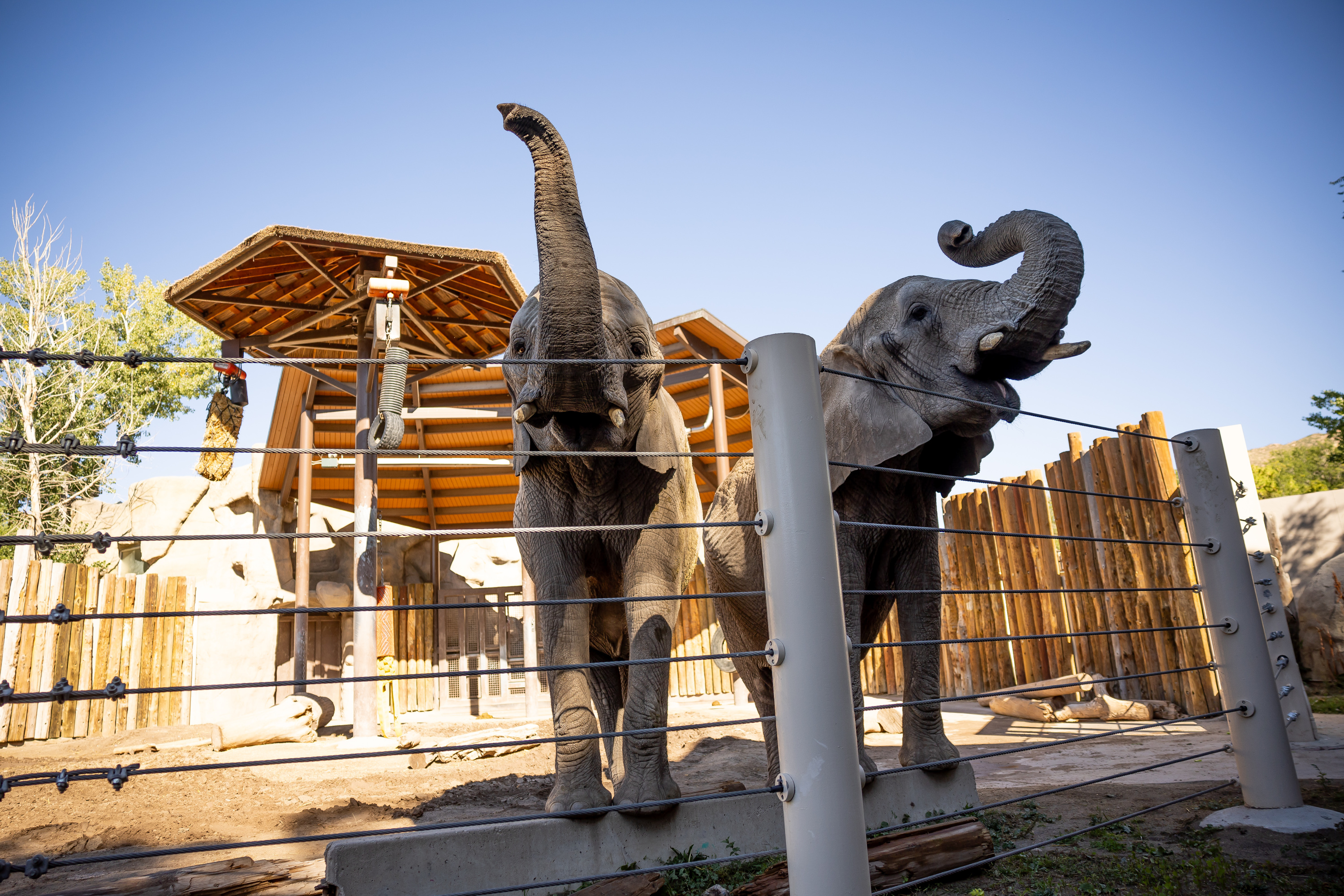 African elephants Zuri and Christie are pictured at the Hogle Zoo in Salt Lake City on Saturday. The zoo’s two African elephants, Christie, 37, and her daughter, Zuri, 14, are being transferred to another accredited zoo where the elephants will have a chance to breed.