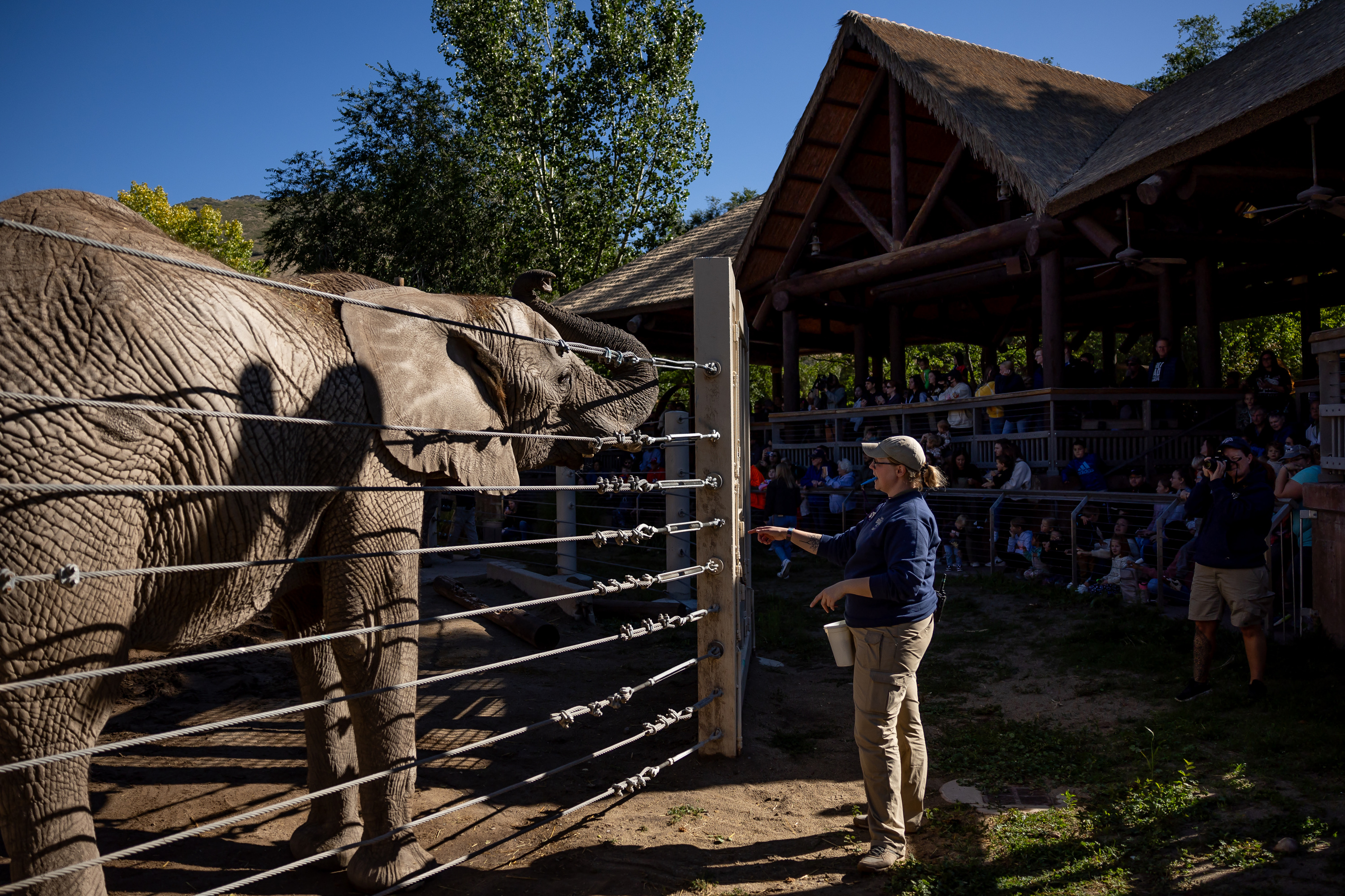 Senior animal keeper Megan Pushie works with African elephant Zuri at the Hogle Zoo in Salt Lake City on Saturday. The zoo’s two African elephants, Christie, 37, and her daughter, Zuri, 14, are being transferred to another accredited zoo where the elephants will have a chance to breed.