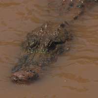 41-year-old woman found dead after Florida alligator is spotted with a body in its mouth