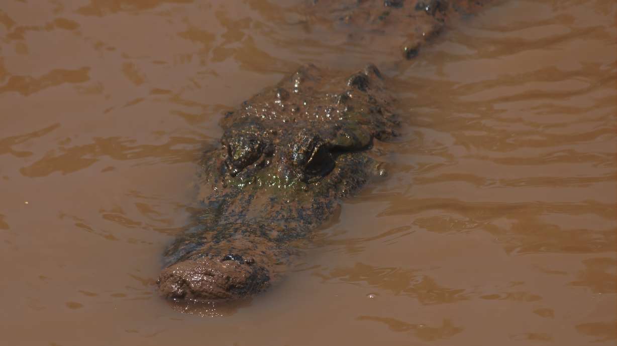 Florida authorities have identified the woman found dead after an alligator was seen with a body in its mouth.