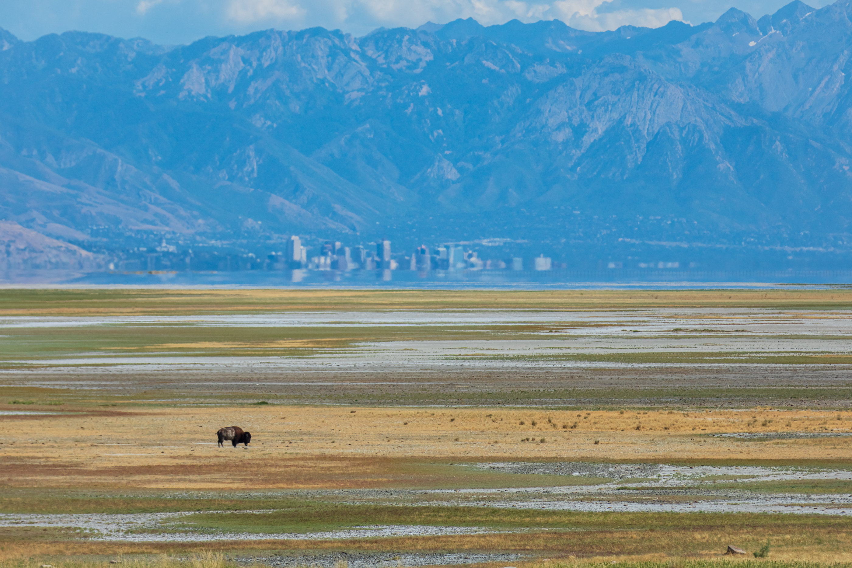 A bison grazes on the dried-up Great Salt Lake lakebed near Antelope Island with the Salt Lake City skyline in the background on Aug. 12. Utah is expected to unveil its strategic plan for saving the Great Salt Lake in the coming weeks.