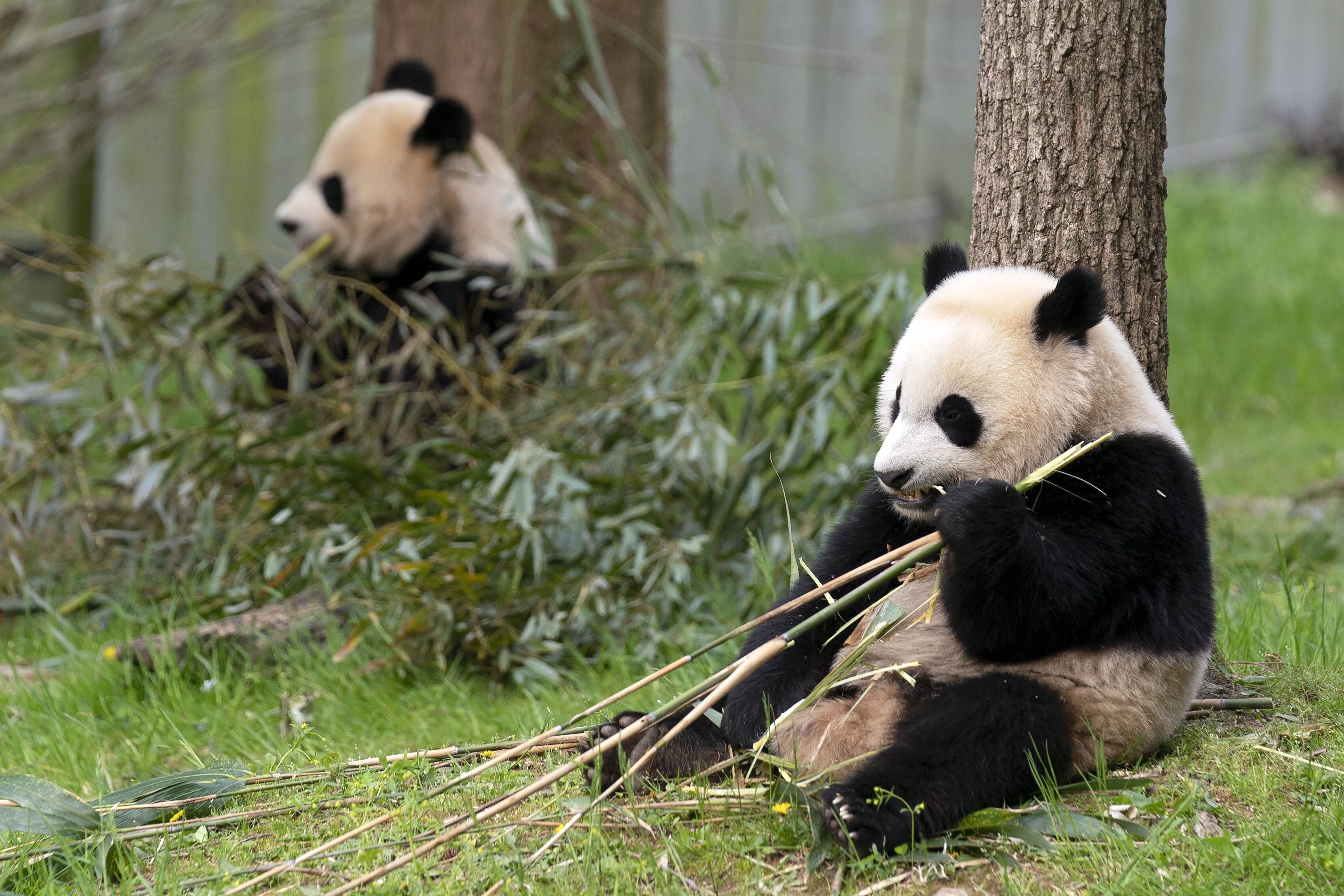 Panda diplomacy: China taking back its giant pandas from US zoos | KSL.com