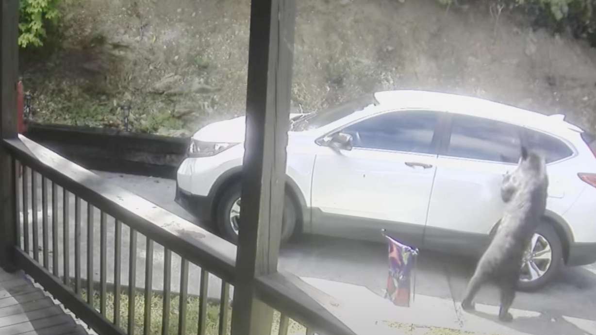 Sometimes a bear just needs a place to sit down and relax.