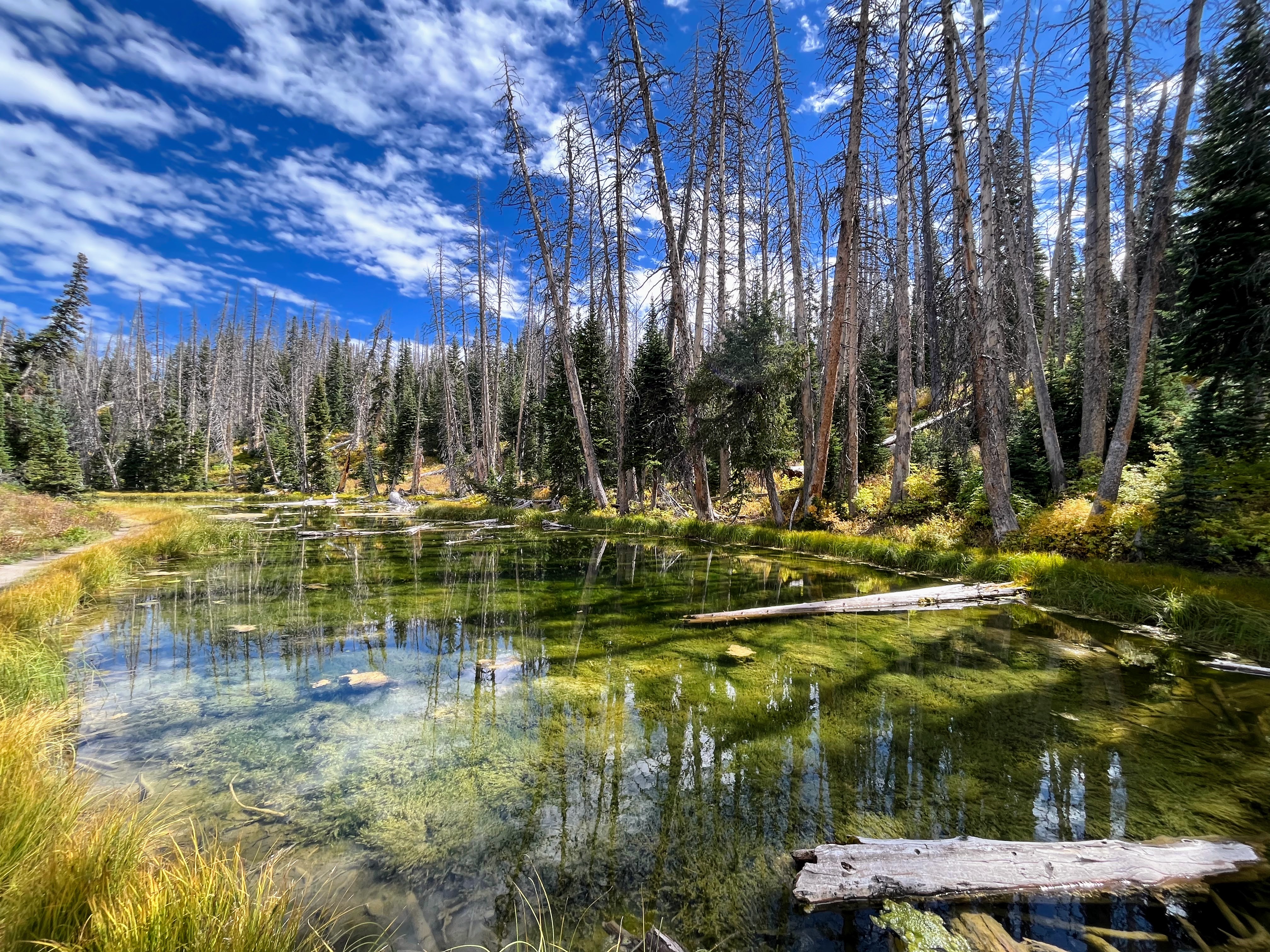 The Alpine Pond Nature Trail is a rambling loop that takes you to a beautiful pond within Cedar Breaks National Monument in Iron County.