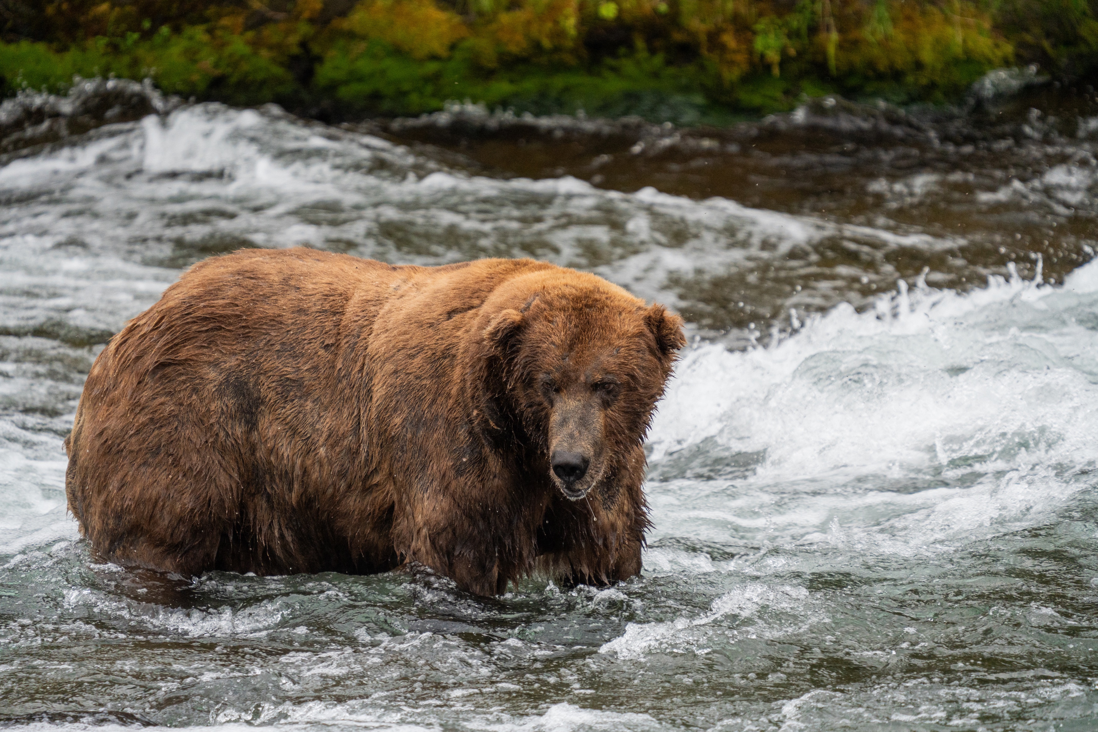 Have You Seen This? ‘Fat Bear Week’ returns to Alaska’s Katmai National Park