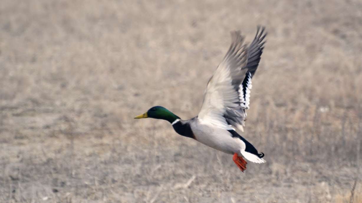 A mallard duck flies in Rich County in 2019. Utah's general season waterfowl hunt begins this weekend in many parts of the state, lingering into 2024.