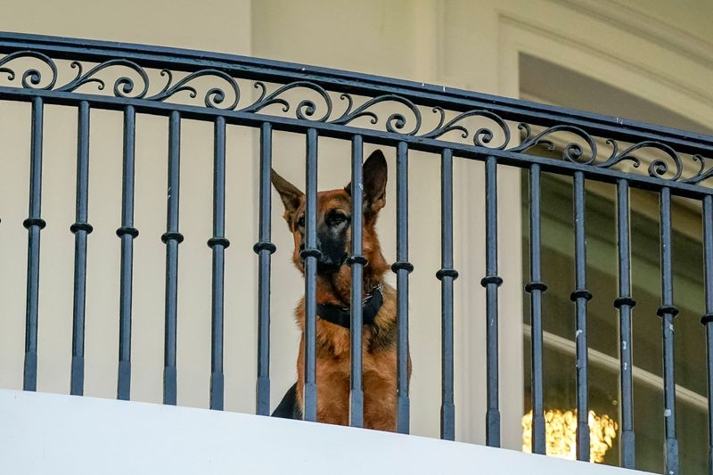 President Joe Biden’s dog Commander looks down after Biden arrived back to the White House in Washington, Sept. 30. The "first dog" has been removed from the White House after a series of biting incidents.