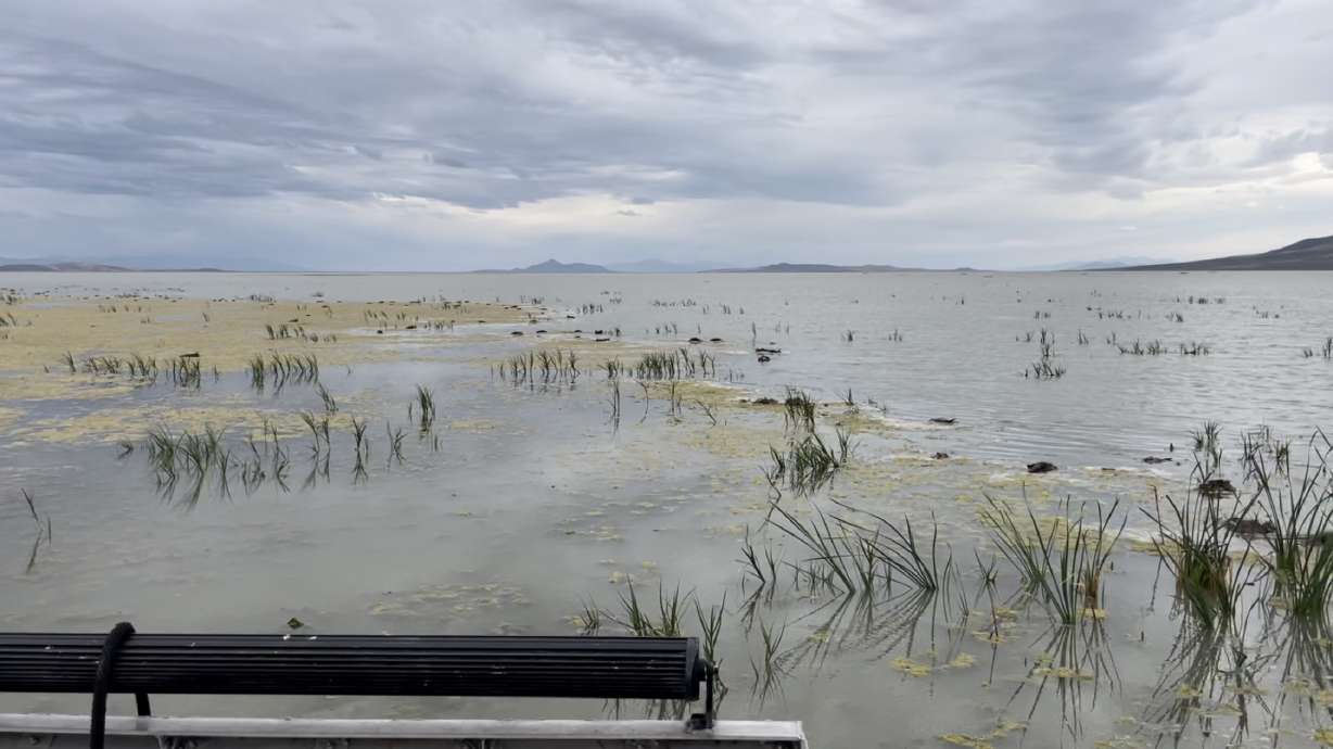 Several dead waterfowl were spotted at Willard Spur Waterfowl Management Area in Box Elder County in mid-September. Officials say thousands are dead from a suspected avian botulism outbreak.
