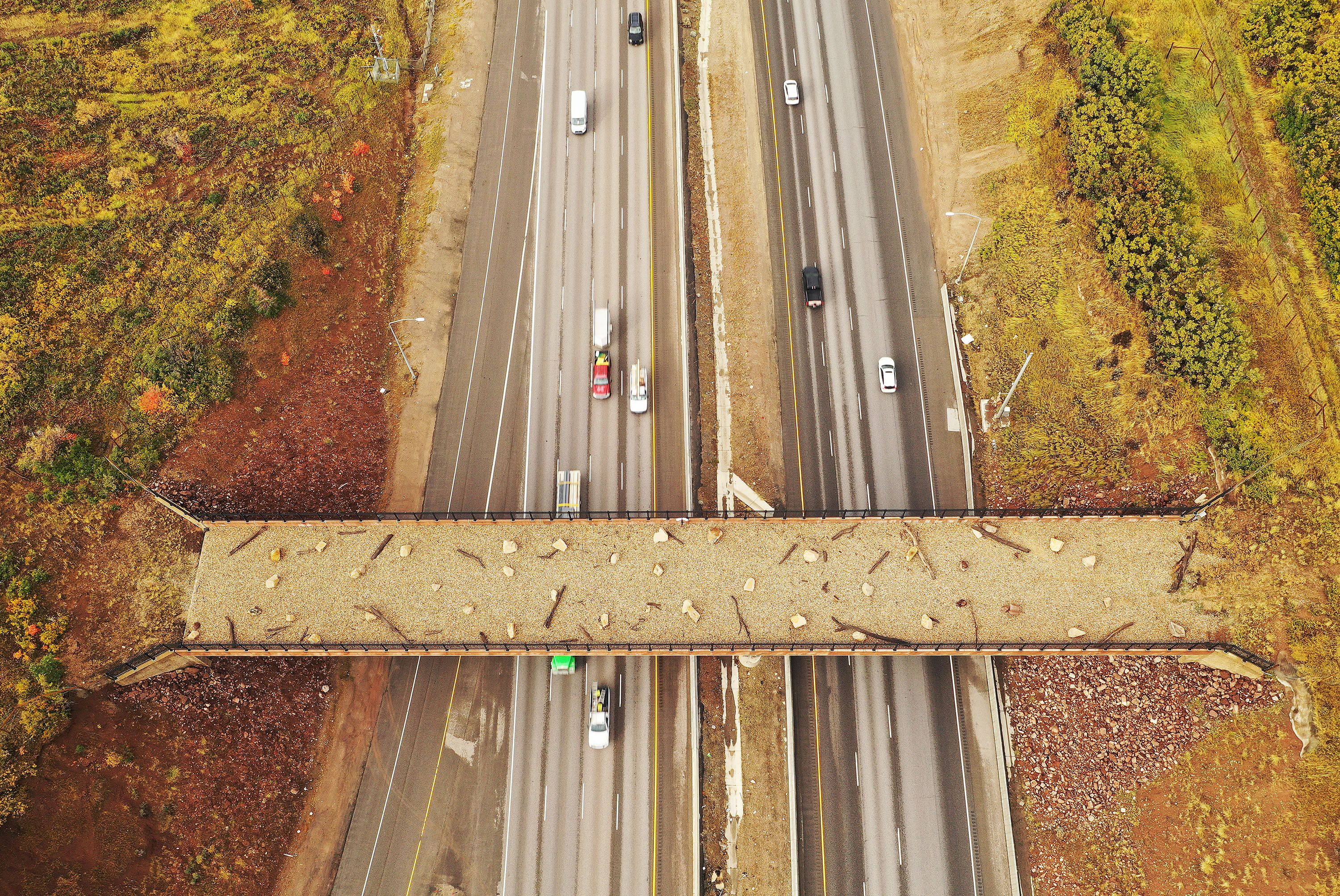 Motorists travel under a wildlife crossing bridge spanning I-80 in Parleys Canyon on Tuesday. A recent report examining vehicle collisions with wildlife in 11 states says damages total $1.6 billion a year.