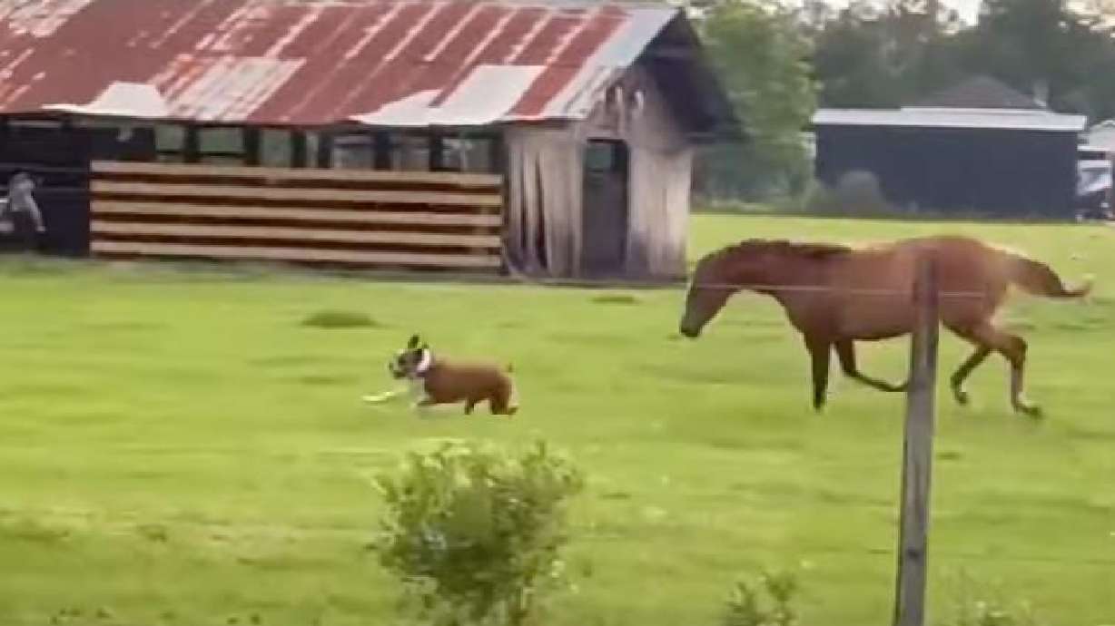 Kami, the boxer, enjoys a romp with a neighbor's horse after getting loose in Jacksonville, Florida, July 2.