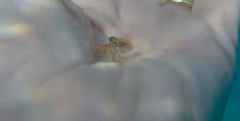 A tiny octopus explores a diver's hand during an ocean cleaning expedition in France Sept. 13.