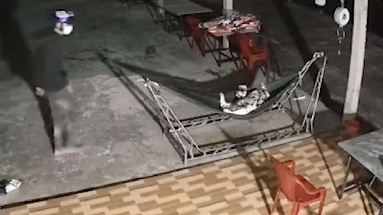 Dog lounges on a hammock in Vietnam, whilst an alleged thief passes through without even as much as a bark from the dog.