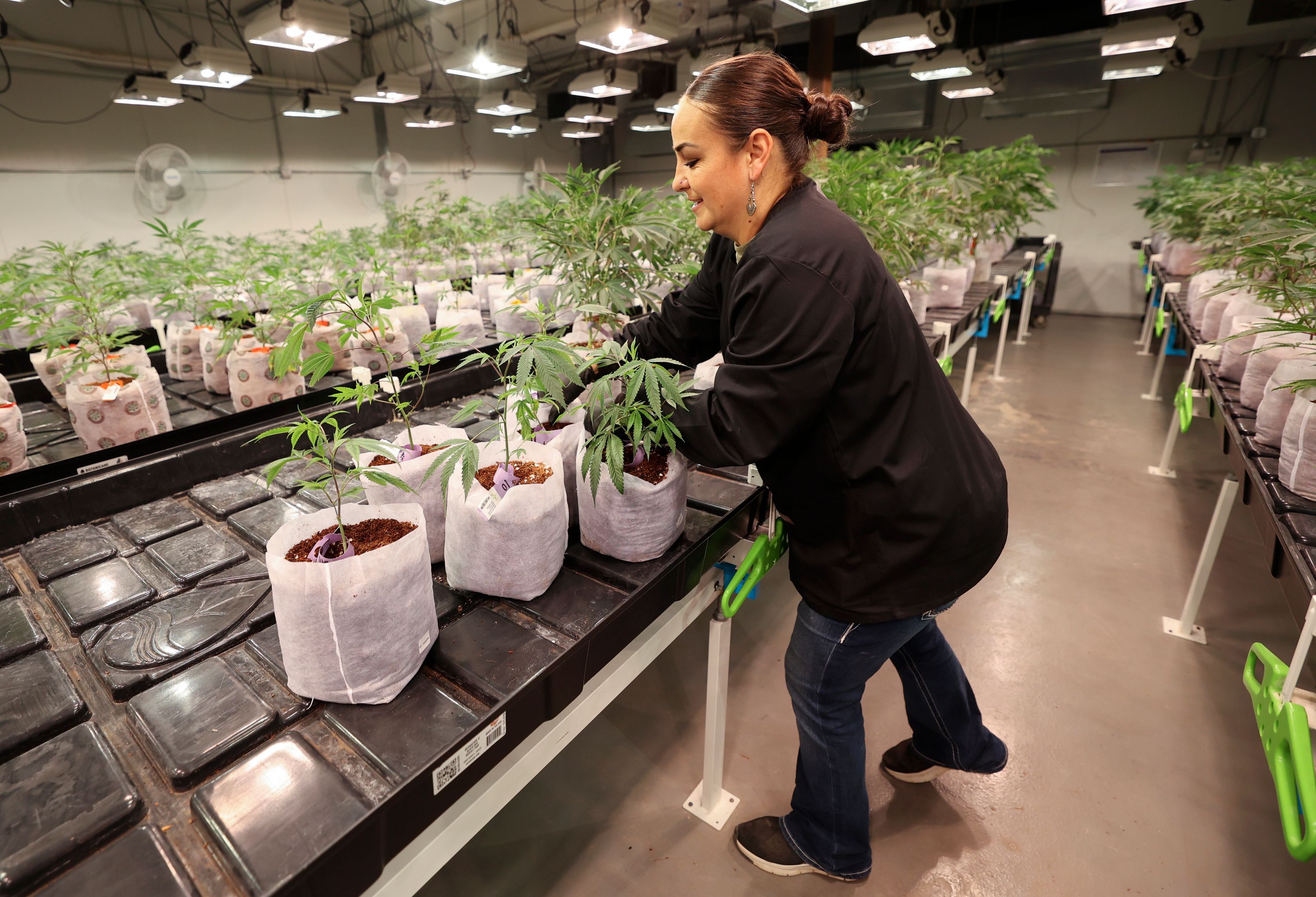 April White, Dragonfly Wellness Grow Facility nursery cultivator, moves baby cannabis plants at the Dragonfly Wellness Grow Facility in Moroni on April 28. The DEA is considering a recommendation to reclassify cannabis.