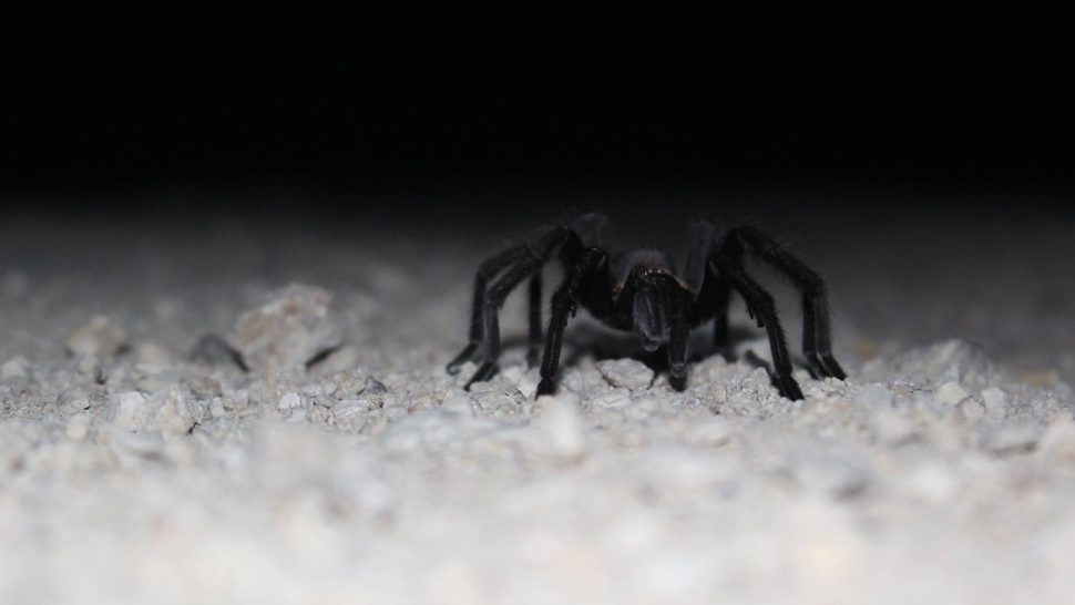 A tarantula wanders the nighttime desert in search of a mate August 2016. As the days grow colder, southern Utah’s tarantulas are completing their annual moonlit quests for romance. And soon, sightings will be scarce again until next year.