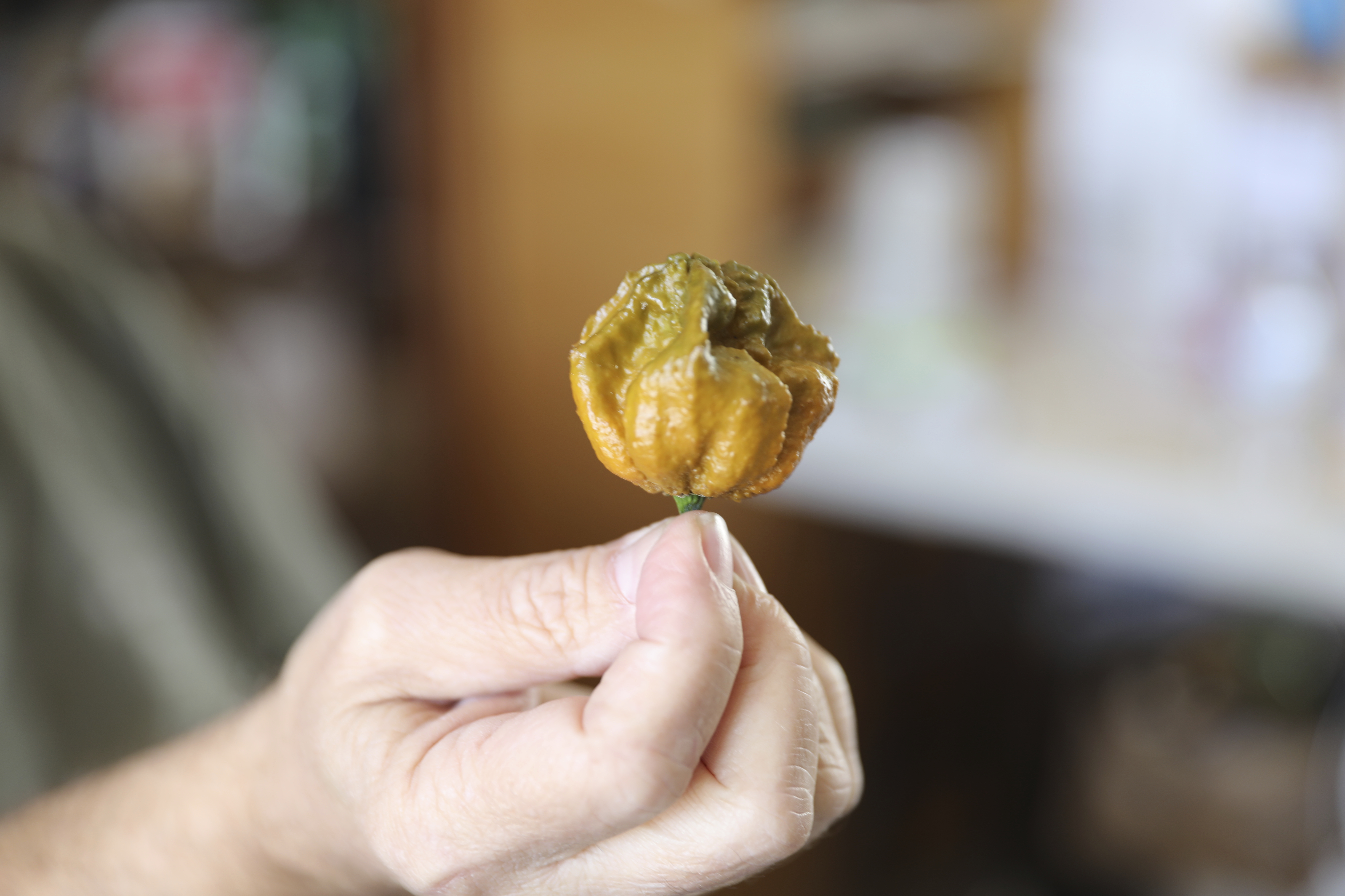 A Pepper X pepper is shown on Oct. 10 in Fort Mill, S.C. The pepper variety is now the hottest pepper in the world according to the Guinness Book of World Records 