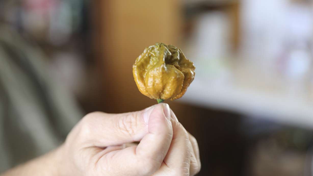 A Pepper X pepper is shown on Oct. 10 in Fort Mill, S.C. The pepper variety is now the hottest pepper in the world according to the Guinness Book of World Records