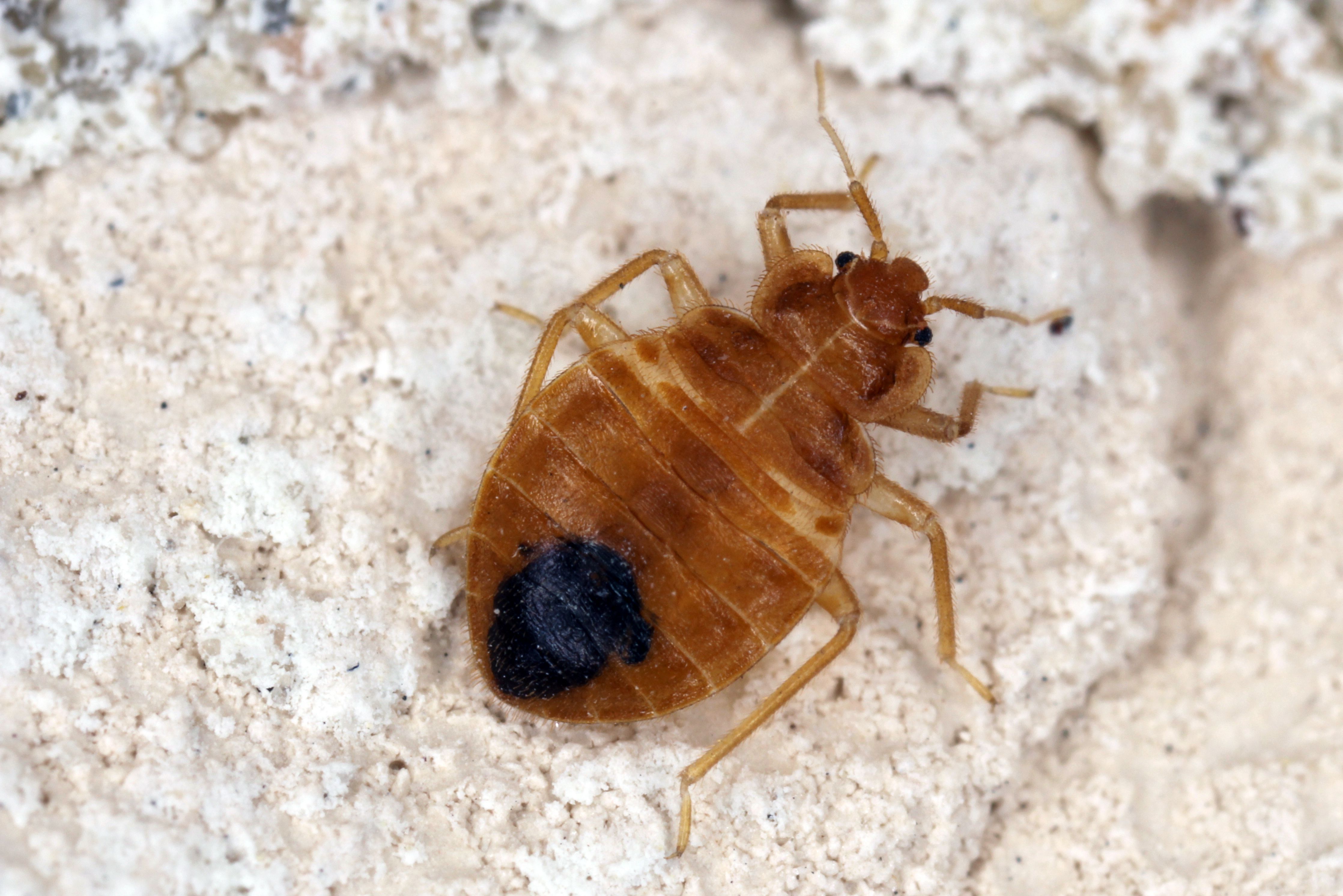 Will Europe’s bedbug problem spread globally?