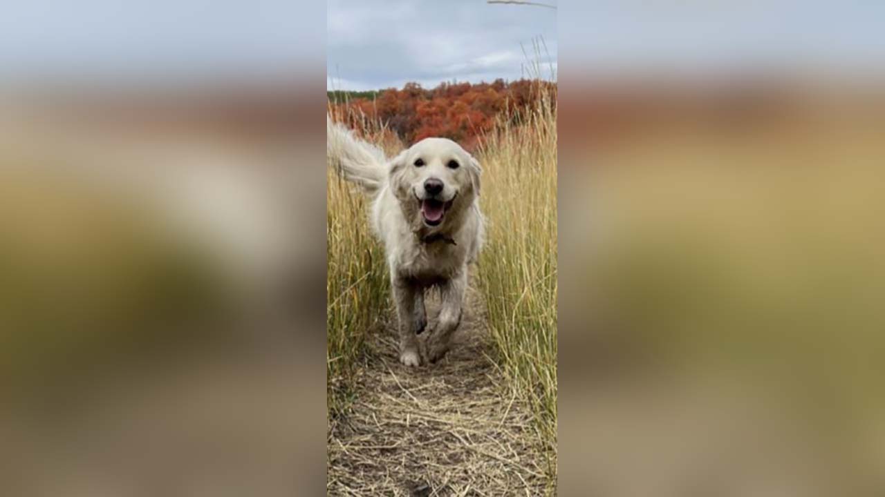 Sundance is shown in this Facebook photo. She was found after being lost in Wasatch County for nearly 10 days in October.