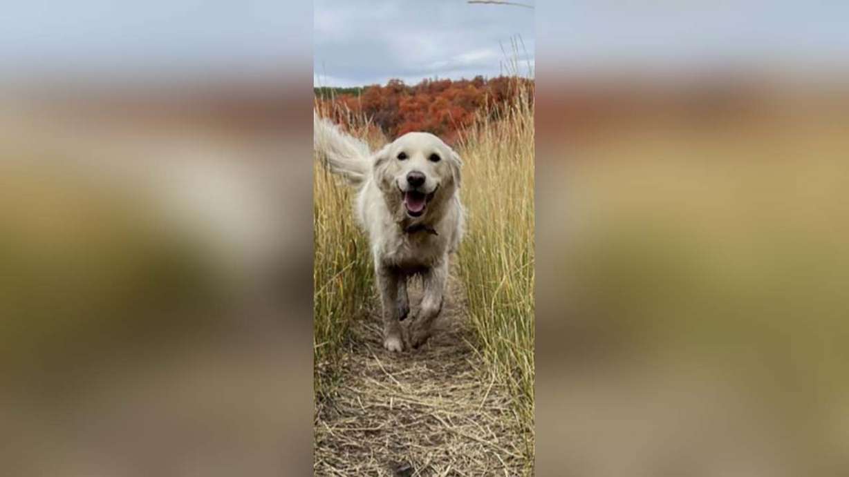 Sundance is shown in this Facebook photo. She was found after being lost in Wasatch County for nearly 10 days in October.