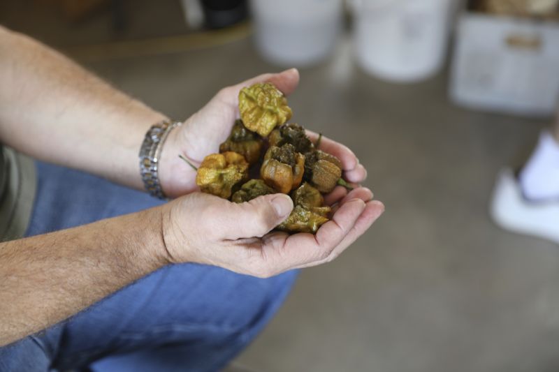 Ed Currie holds a handful of his Pepper X peppers on Oct. 10 in Fort Mill, S.C. The pepper is now the hottest pepper variety in the world according to the Guinness Book of World Records.