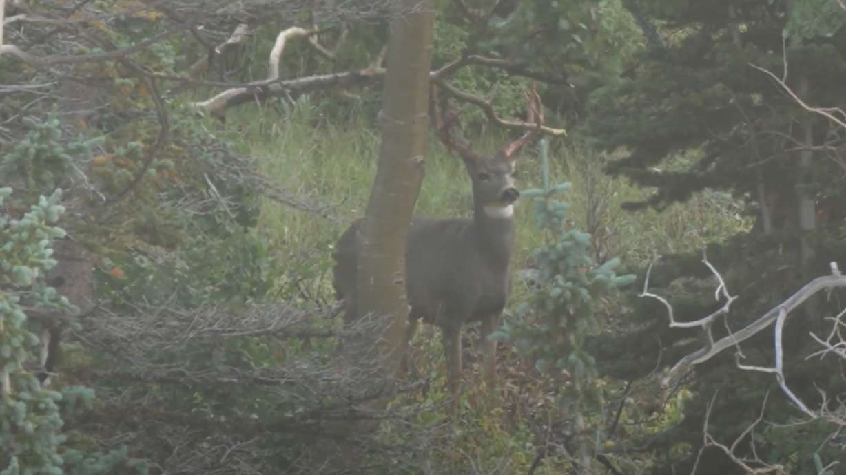 A buck deer rubs its antlers in a tree in Utah's wilderness on Sept. 13. Utah's general-season buck deer hunt with any legal weapon starts on Saturday.